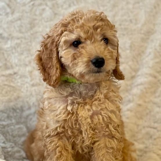 Neon Green - Goldendoodle Male