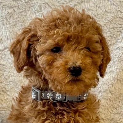 Grey - Goldendoodle Male