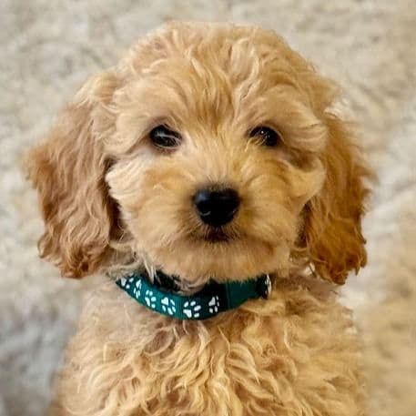 Green - Goldendoodle Male