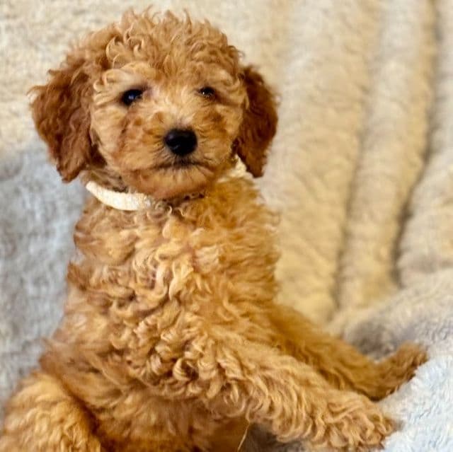 Yellow - Goldendoodle Male