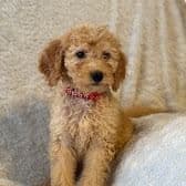 Red - Goldendoodle Male
