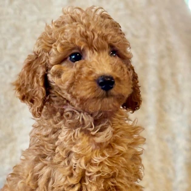 Pink - Goldendoodle Female