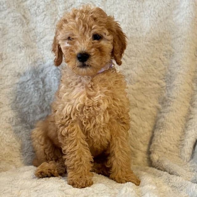 Purple - Goldendoodle Female