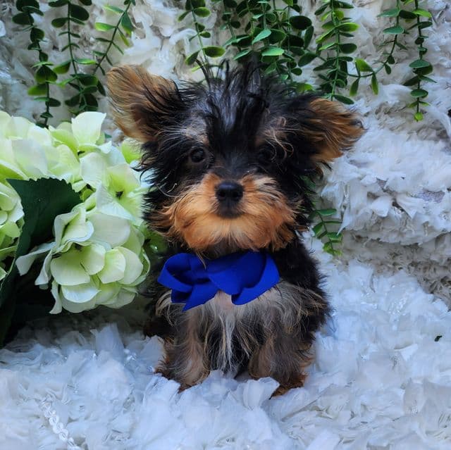 Tiny Teacup Timmy - Yorkshire Terrier Male