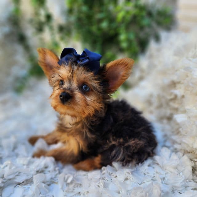 Elsa - Yorkshire Terrier Female