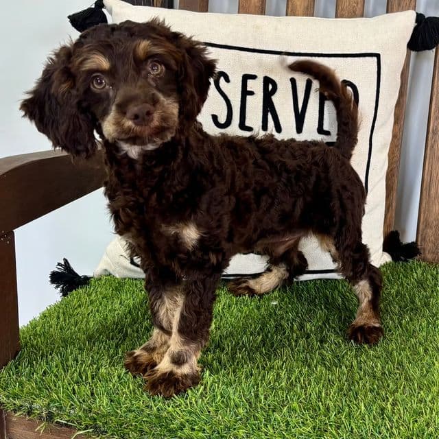 Ben - Cavapoo Male
