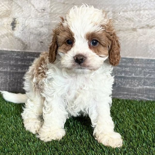 Wayne - Cavapoo Male