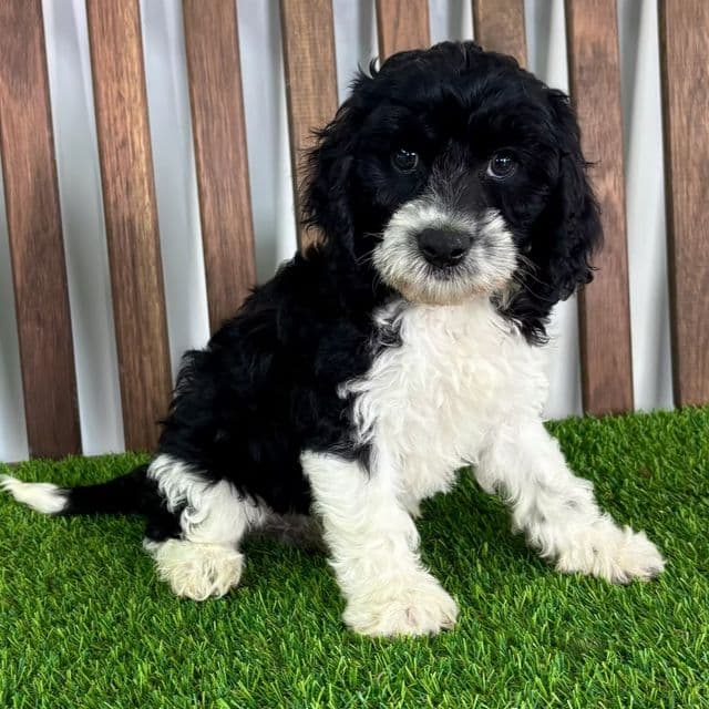 Chase - Cavapoo Male