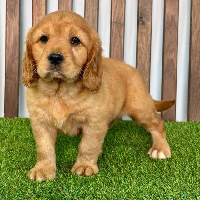 AJ - Golden Retriever Male
