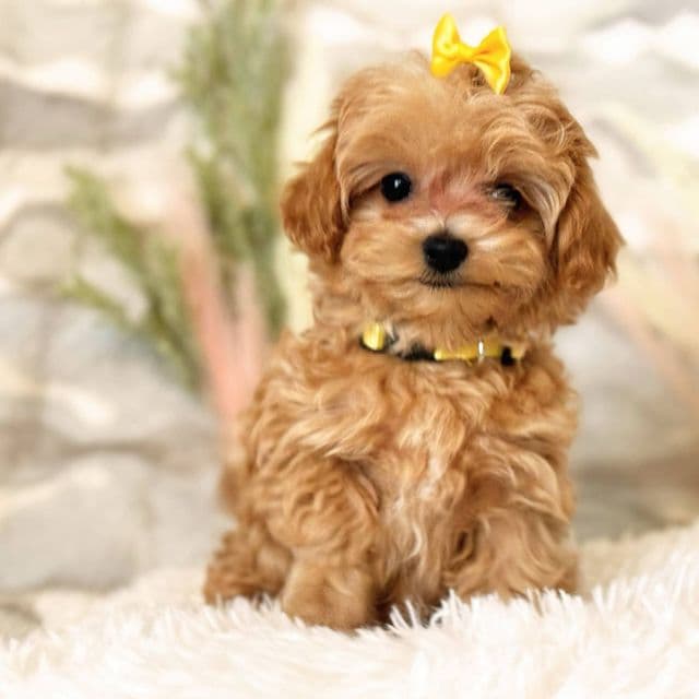 Yellow Collar boy - Maltipoo Male