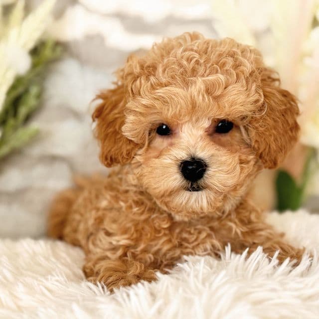 Green Collar Boy - Maltipoo Male