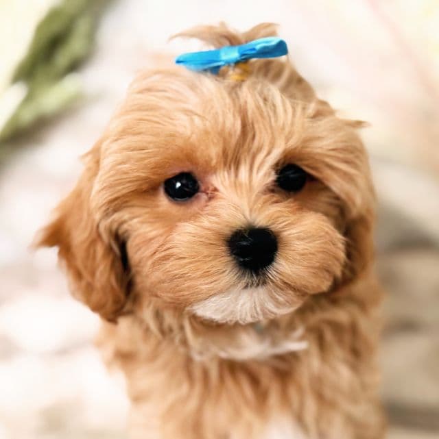 Blue Collar Boy - Maltipoo Male
