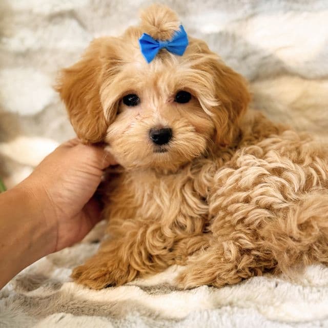 Dark Blue Boy - Maltipoo Male