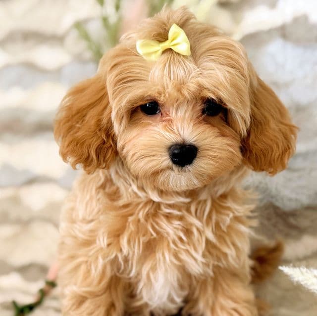 Orange Collar - Maltipoo Male