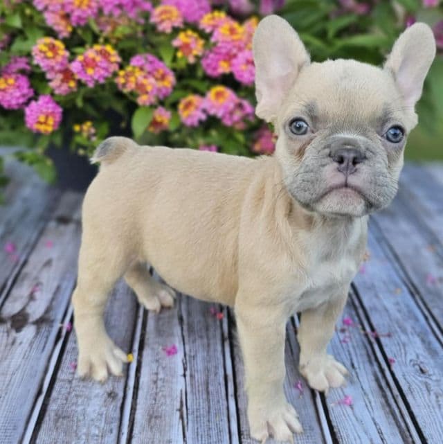 Betty - French Bulldog Female
