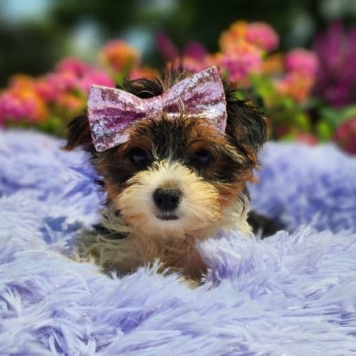 Belle - Yorkshire Terrier Female