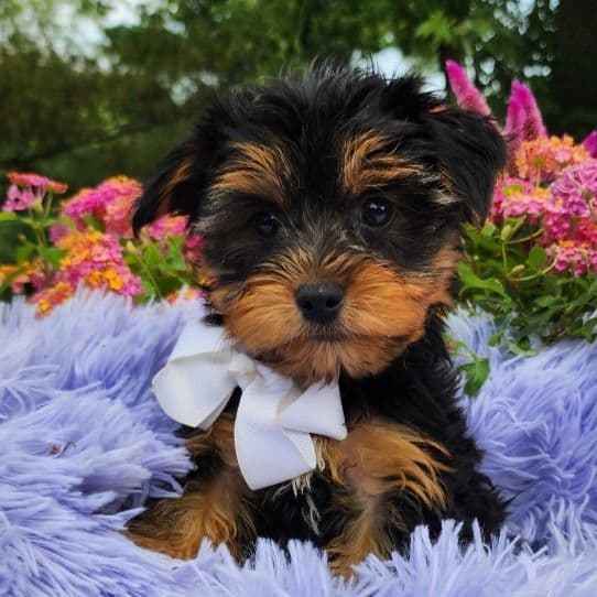 Timber - Yorkshire Terrier Male