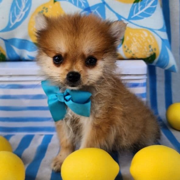 Pluto - Pomeranian Male