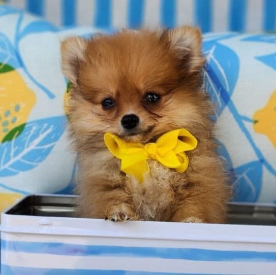 Puffy Boy - Pomeranian Male