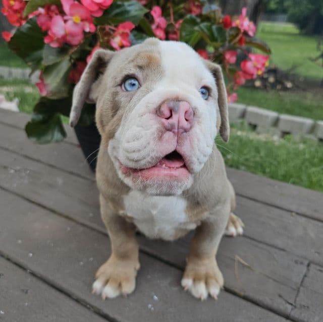 Neptune - English Bulldog Male