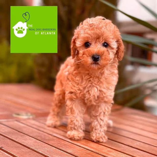 Paris  - Toy Poodle Female