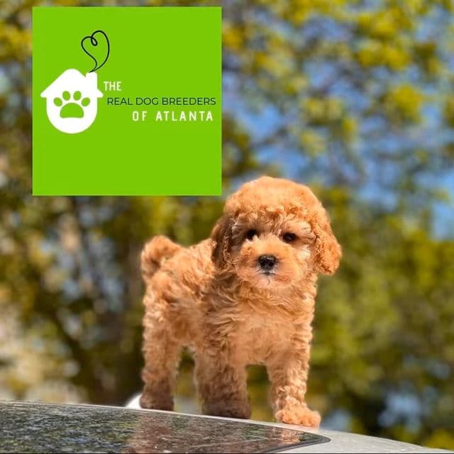 Roux - Toy Poodle Male