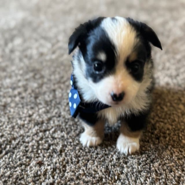 Boy 1 - Corgipoo Male