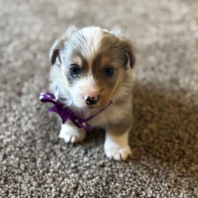 Boy 2 - Corgipoo Male