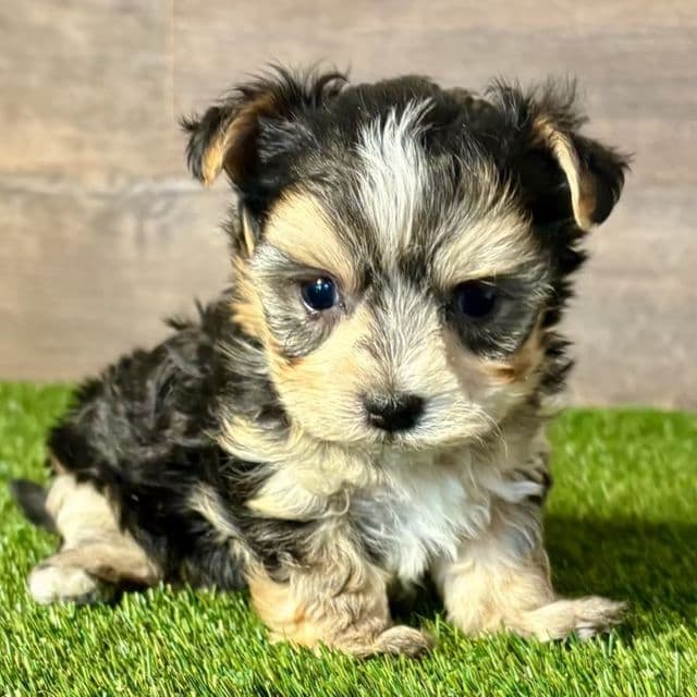 Onyx - Morkie Male
