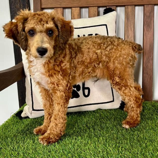 Nio - Toy Poodle Male