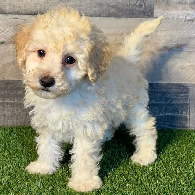 Gus - Toy Poodle Male