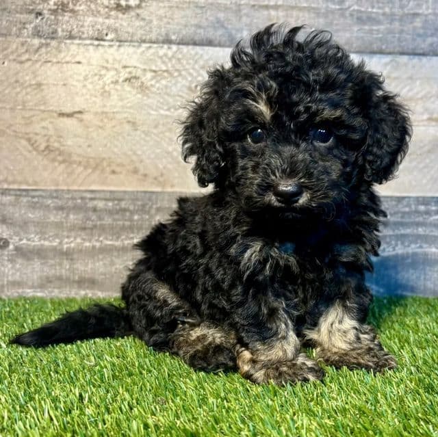 Griffen - Toy Poodle Male