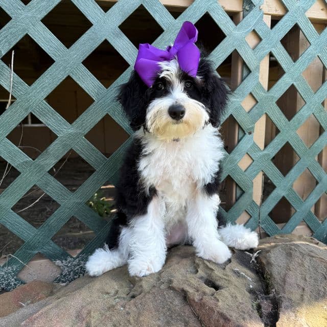 Elsa Purple Girl - Bernedoodle Female