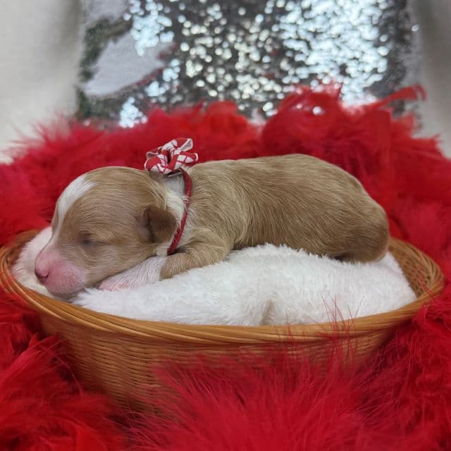 Molly's Red Boy - Maltipoo Male