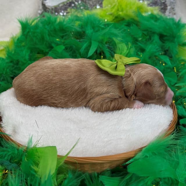 Molly's Green Boy - Maltipoo Male