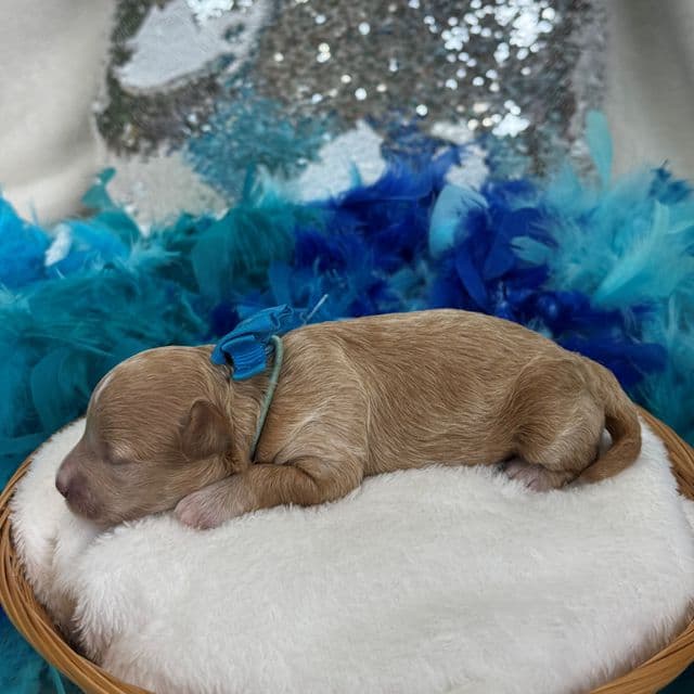 Molly MP Turquoise Girl - Maltipoo Female