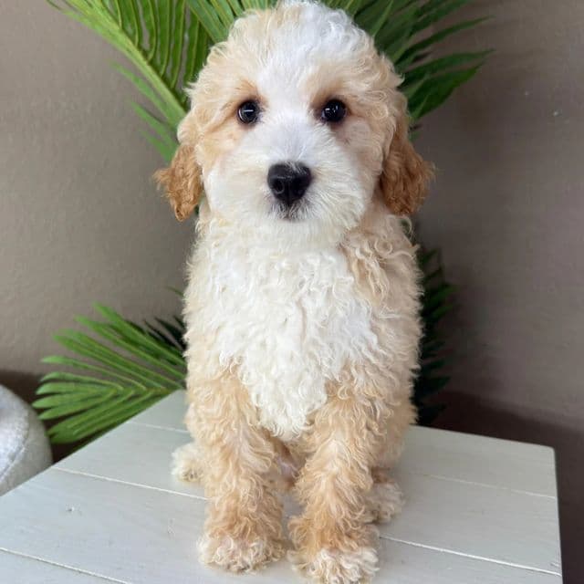 Luca - Bernedoodle Male