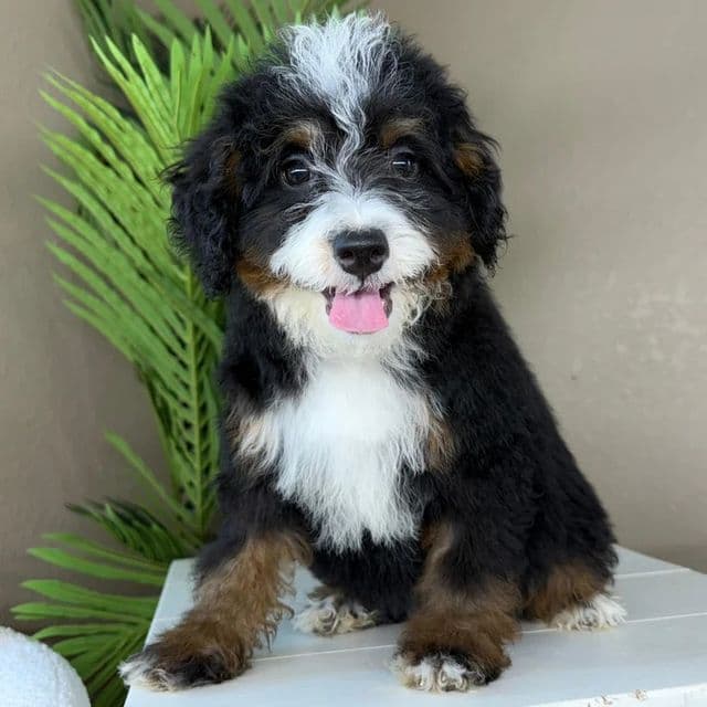 Maddy - Bernedoodle Female