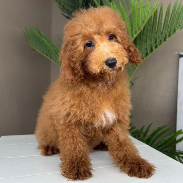 Nuno - Goldendoodle Male