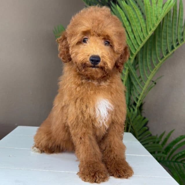 Matteo - Goldendoodle Male