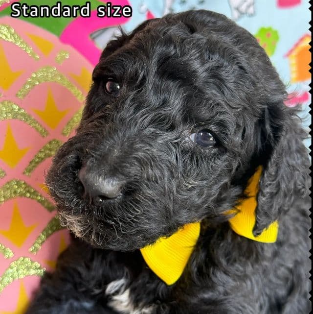 Dijon - Standard Poodle Male