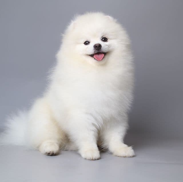 VALENTINE  - Pomeranian Male