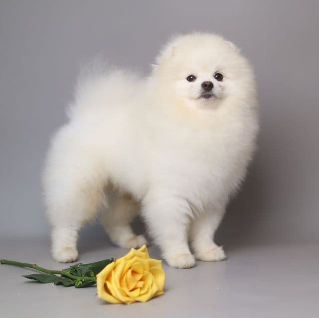 Monti Carlo  - Pomeranian Male