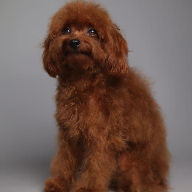 MACHO - Toy Poodle Male