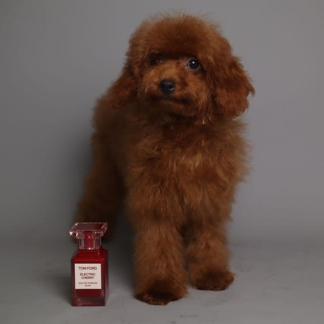 REAL TOY BONITA - Toy Poodle Female