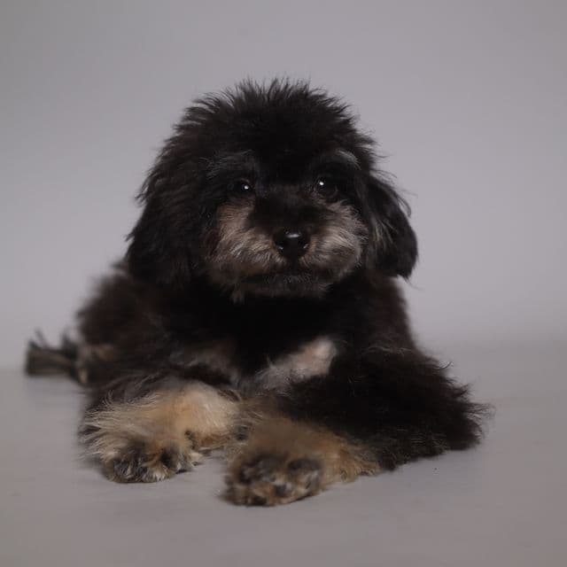 TEACUP PETER - Toy Poodle Male
