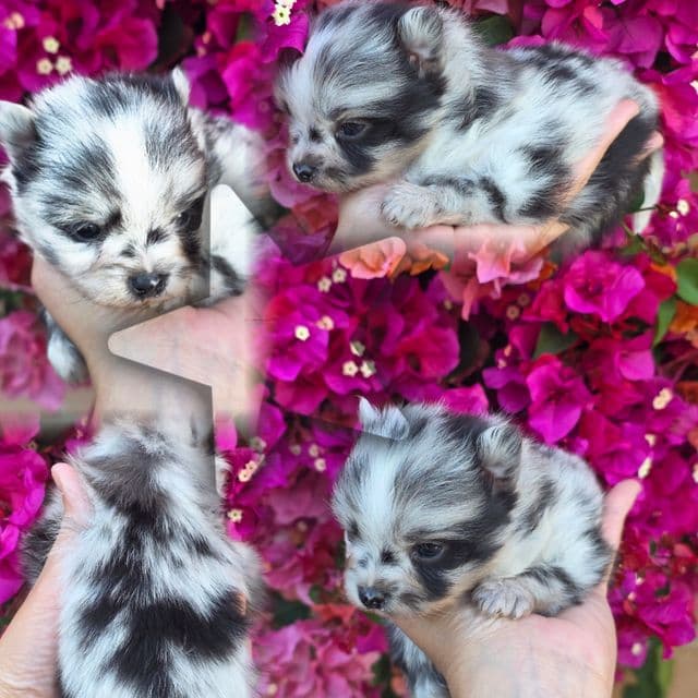 Blue - Pomeranian Male