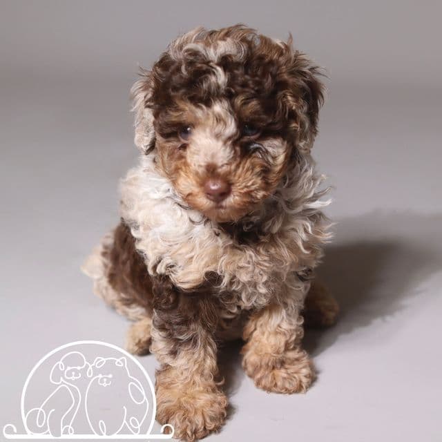  MERLE MILKA - Toy Poodle Female