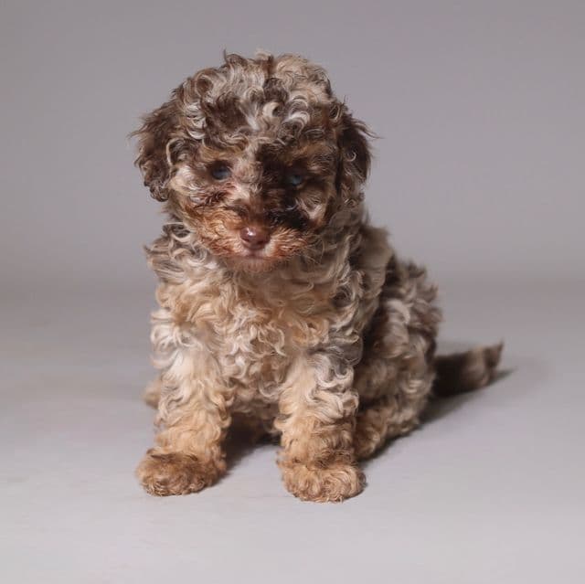 MERLE MOCHA - Toy Poodle Female