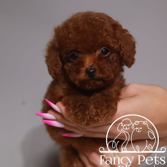 Teacup Pablo - Toy Poodle Male